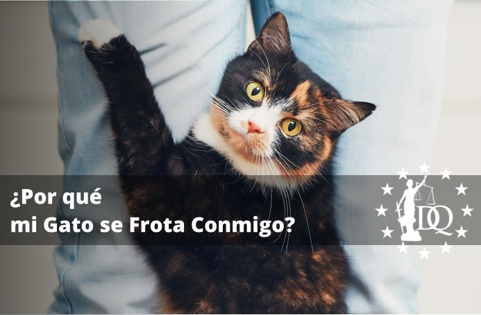 Por qué mi Gato se Frota Conmigo