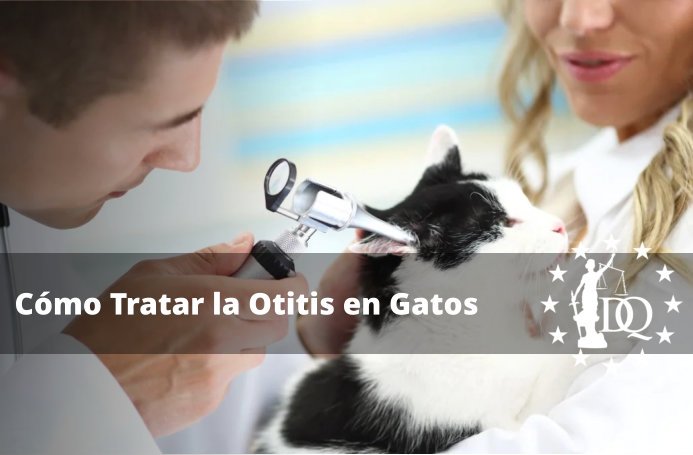 Tratamiento para Otitis de Gato