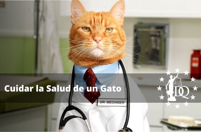 Cómo Cuidar la Salud de un Gato