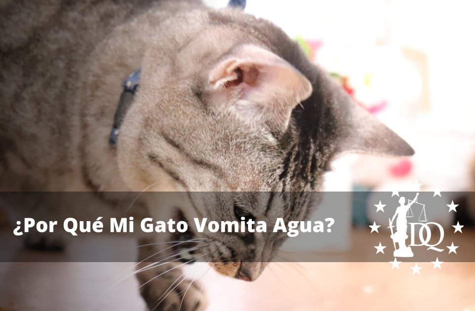 Por Qué Mi Gato Vomita Agua? ¿Qué Hago