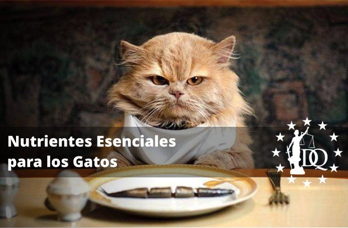 Qué Nutrientes Necesita un Gato