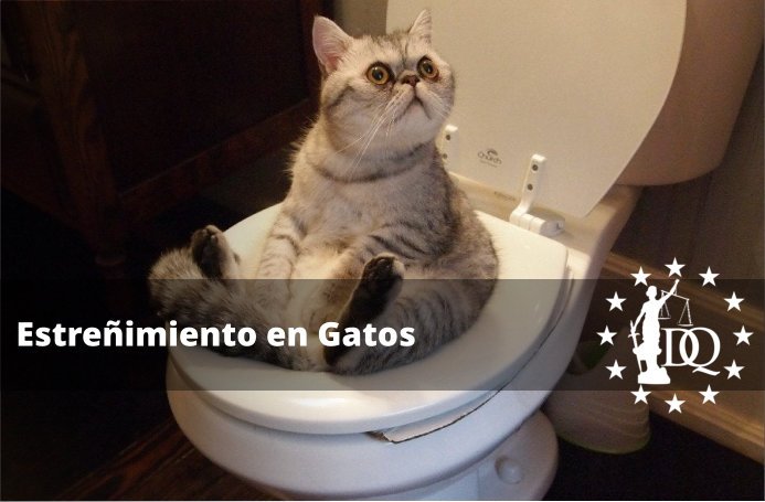 Qué se le Puede Dar a un Gato Estreñido