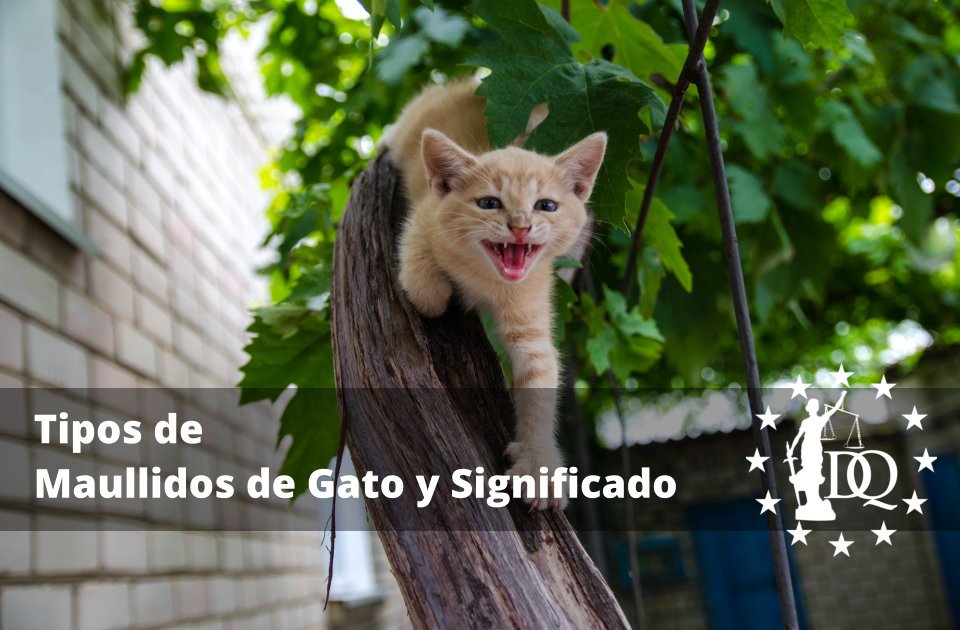 Tipos de Maullidos de Gato